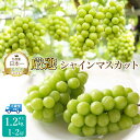 【ふるさと納税】<25年発送先行予約>厳選シャインマスカット1.2kg(1~2房) ふるさと納税 シャインマスカット 笛吹市 国産 人気 期間限定 ぶどう ブドウ 葡萄 旬 果物 フルーツ 山梨県 送料無料 111-015