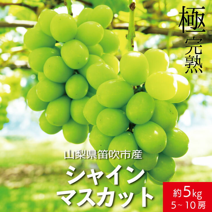 3位! 口コミ数「30件」評価「4.77」＜2024年先行予約＞☆絶品☆ シャインマスカット 5-10房約5.0kg ふるさと納税 おすすめ ランキング シャインマスカット 笛吹市 ･･･ 