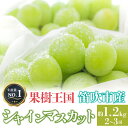 【ふるさと納税】＜2024年先行予約＞人気 シャインマスカット 約1.2kg 2～3房 ※沖縄県及び ...