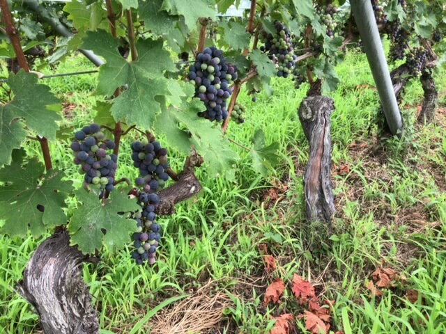 山梨県笛吹市の画像2