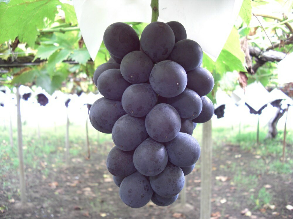 山梨県笛吹市の画像3