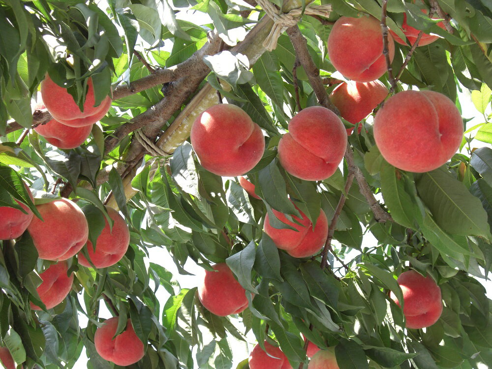 山梨県笛吹市の画像2