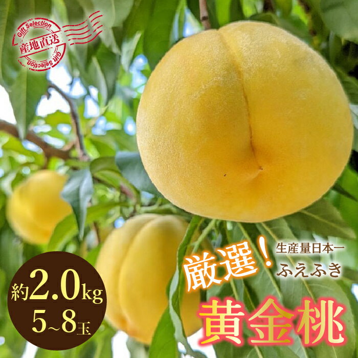 [2024年先行予約]厳選!山梨県笛吹市産 黄金桃 約2kg (5〜8玉) ふるさと納税 笛吹市 国産 人気 期間限定 旬 果物 フルーツ 山梨県 送料無料 156-012