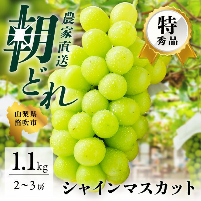 【ふるさと納税】 先行予約 2023年 9月中旬から順次発送予定 大人気 高評価 産地直送 2〜3房 約1.0kg シャインマスカット 山梨県産 笛吹市 常温配送 ※沖縄県・離島への発送不可となります、予めご了承ください。