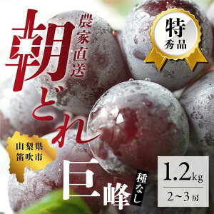 【ふるさと納税】【先行予約】ぶどうの王様「巨峰」 2~3房 約1.2kg※常温発送(2023年8月中旬から順次発送予定) 産地直送 山梨県 笛吹市 154-026