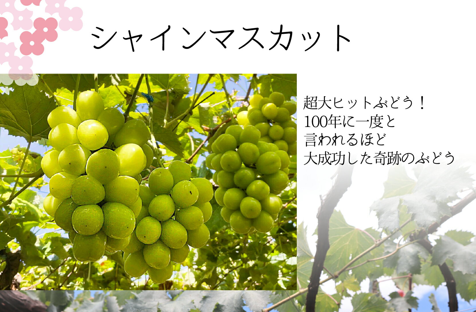 【ふるさと納税】＜2024年先行予約＞シャインマスカット定期便2kg×2 ふるさと納税 シャインマスカット 笛吹市 国産 人気 期間限定 ぶどう ブドウ 葡萄 旬 果物 フルーツ 山梨県 送料無料 定期便 157-018