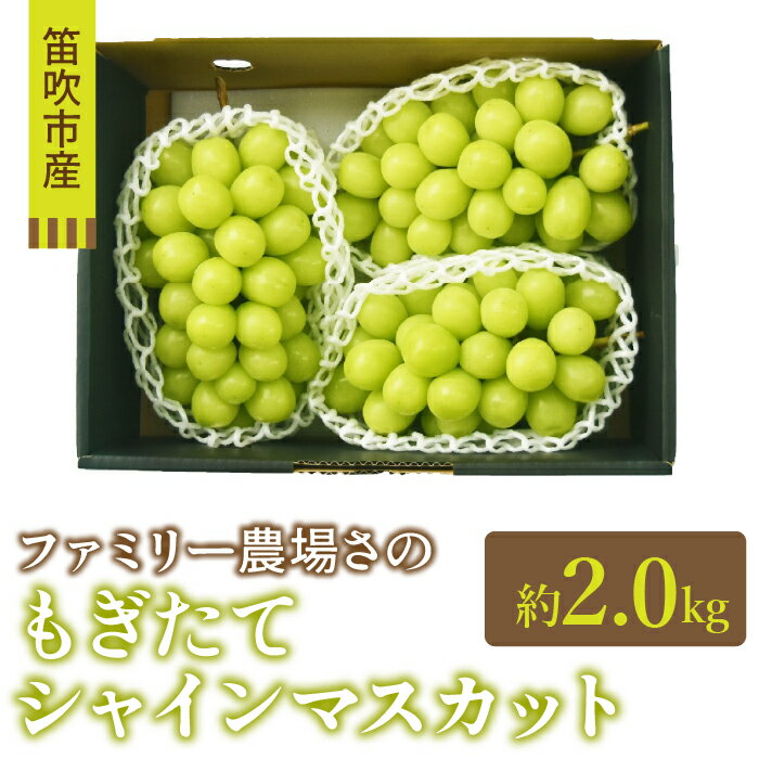 [2024年先行予約][ファミリー農場さの]もぎたてシャインマスカット2kg ふるさと納税 シャインマスカット 笛吹市 国産 人気 期間限定 ぶどう ブドウ 葡萄 旬 果物 フルーツ 山梨県 送料無料 157-021