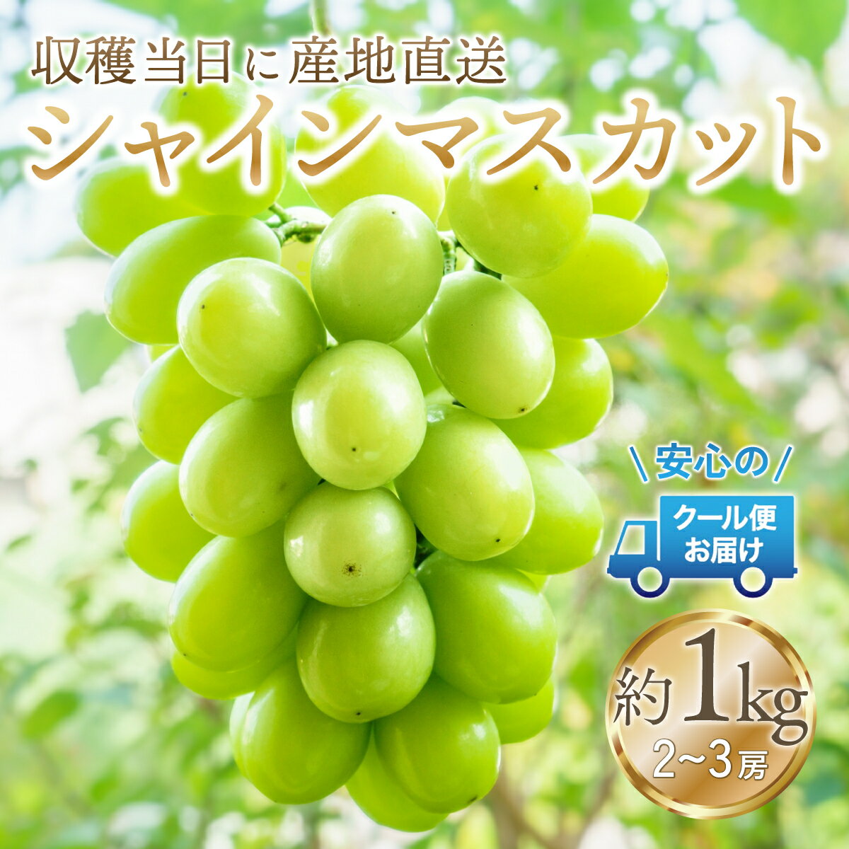 23位! 口コミ数「15件」評価「3.67」＜2024年先行予約＞安心のクール便発送　収穫当日に産地直送　シャインマスカット 1kg (2～3房) ふるさと納税 人気 おすすめ ランキ･･･ 