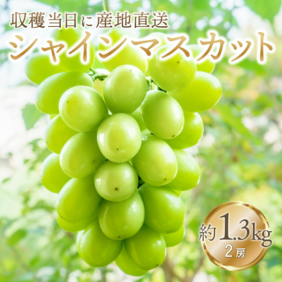 [2024年先行予約]安心のクール便発送 収穫当日に産地直送 シャインマスカット 1.3kg (2房) ふるさと納税 人気 おすすめ ランキング シャインマスカット 国産 人気 期間限定 ぶどう ブドウ 葡萄 旬 果物 フルーツ 山梨県 笛吹市 送料無料 179-007