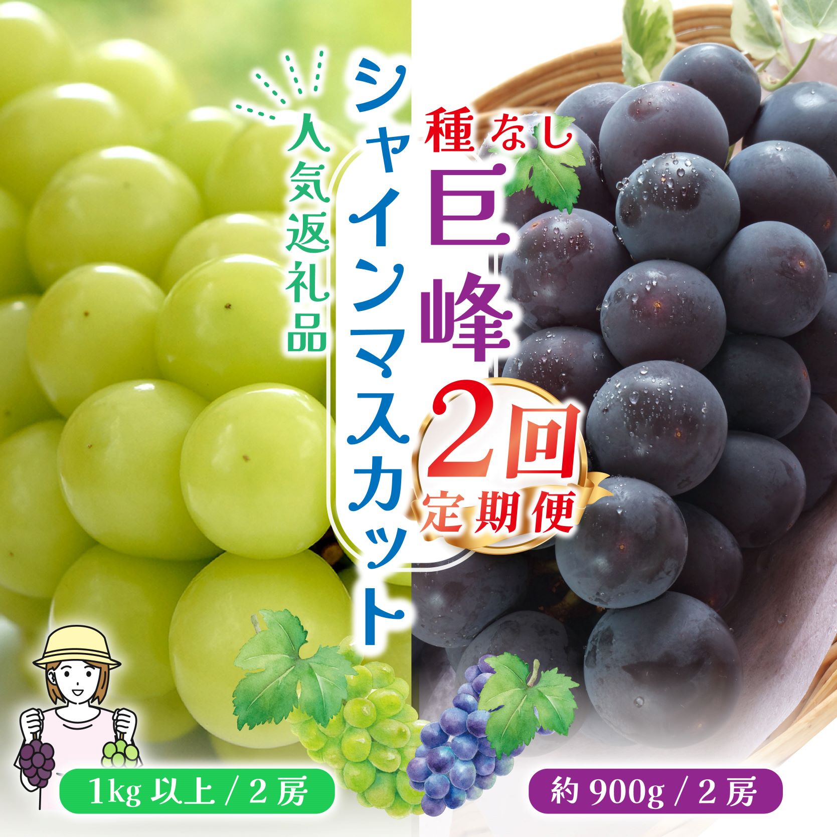 【ふるさと納税】＜2024年先行予約＞【山梨県産 旬の果物 定期便】種無し巨峰 シャインマスカット 2回送り ふるさと納税 おすすめ ランキング シャインマスカット 巨峰 笛吹市 国産 人気 ぶどう ブドウ 葡萄 旬 果物 フルーツ 山梨県 送料無料 定期便 180-008