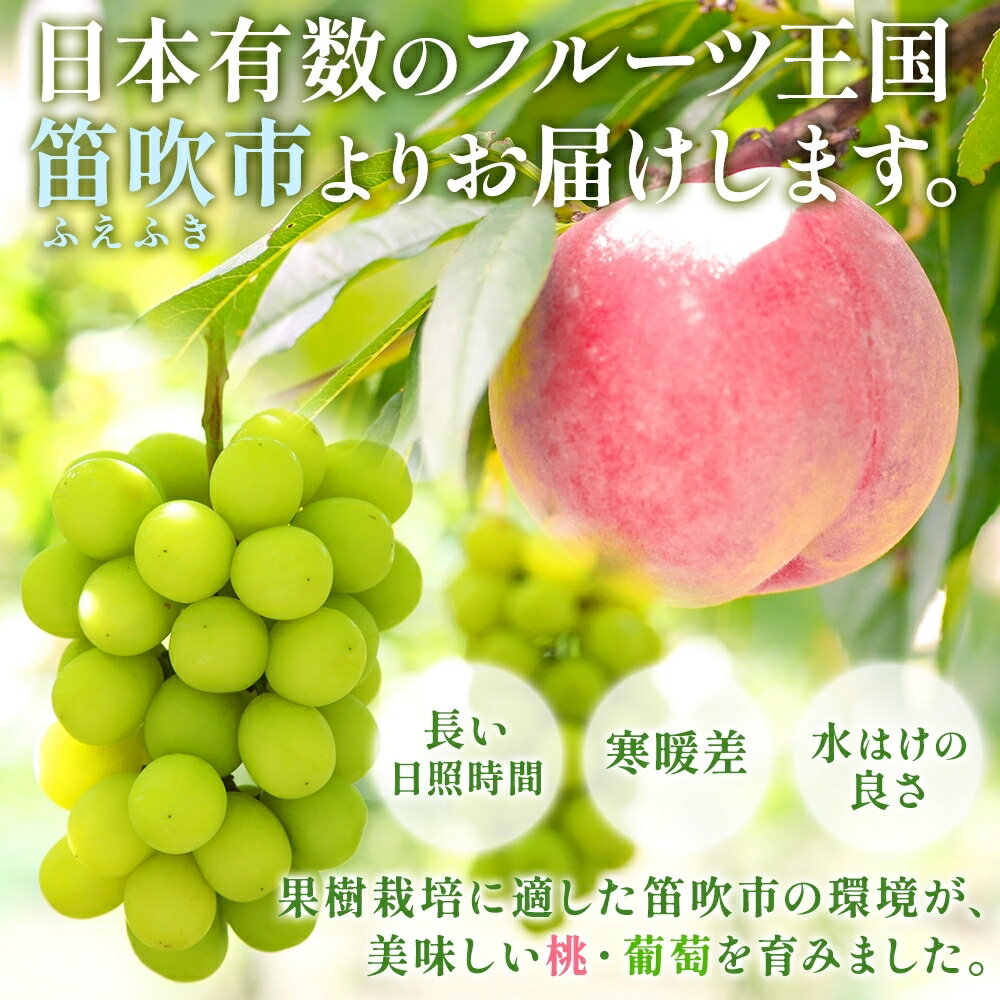 【ふるさと納税】【2026年発送★先行予約】【定期便全2回】桃 シャインマスカット 人気のフルーツ定期便 村松農園 もも モモ 白桃 ぶどう ブドウ 旬 産地直送 大玉 完熟 果物 フルーツ 新鮮 人気 美味しい 贈答 ギフト お中元 村松農園 送料無料 笛吹市 177-5-012