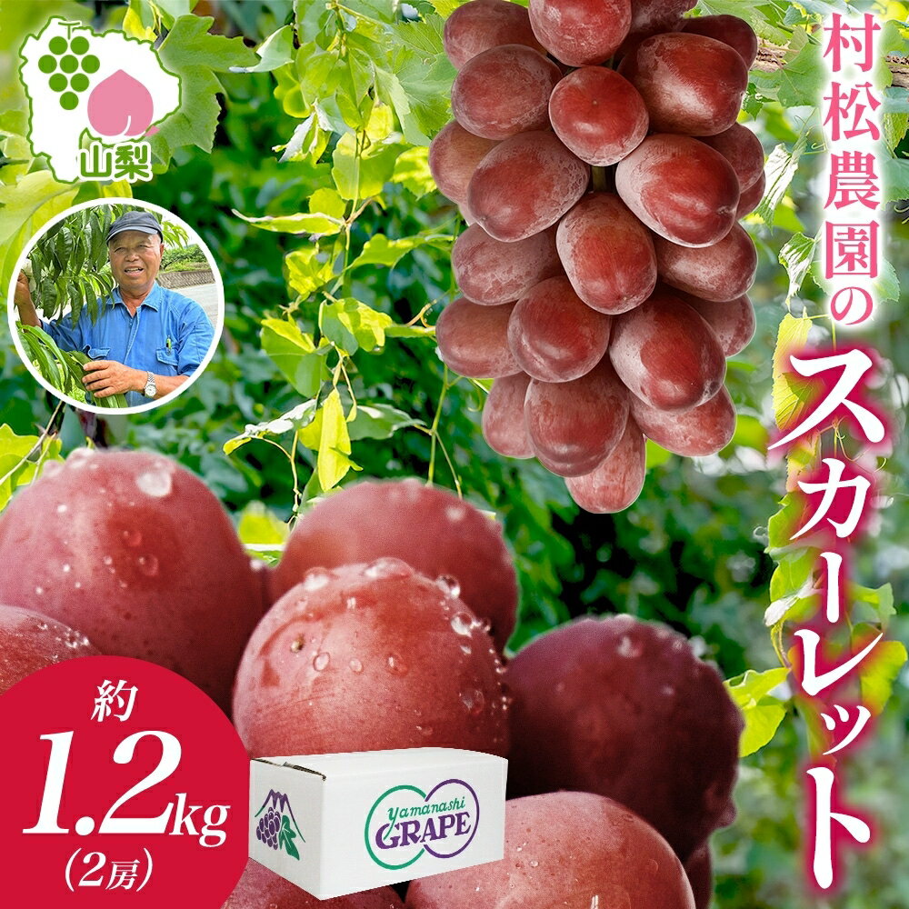 【ふるさと納税】＜25年発送先行予約＞山梨県 笛吹市産 スカーレット 約1.2kg 2房 ぶどう ブ