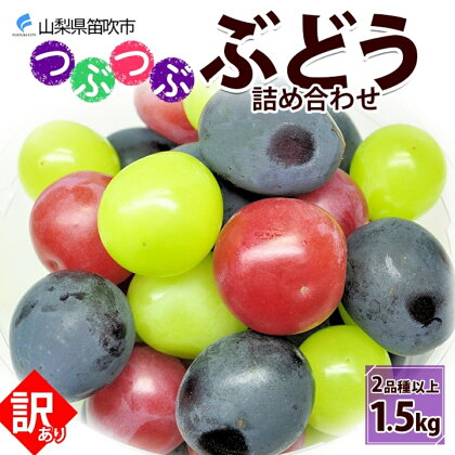 【粒】訳あり ぶどう 詰め合わせ 2品種以上 計1.5kg ふるさと納税 葡萄 詰め合わせ シャインマスカット 笛吹市 国産 人気 期間限定 ぶどう ブドウ 葡萄 旬 果物 フルーツ ギフト 贈り物 プレゼント 葡萄 山梨県 送料無料 先行予約 177-017