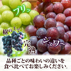 【ふるさと納税】【粒】訳あり ぶどう 詰め合わせ 2品種以上 計1.5kg ふるさと納税 葡萄 詰め合わせ シャインマスカット 笛吹市 国産 人気 期間限定 ぶどう ブドウ 葡萄 旬 果物 フルーツ ギフト 贈り物 プレゼント 葡萄 山梨県 送料無料 先行予約 177-017･･･ 画像1