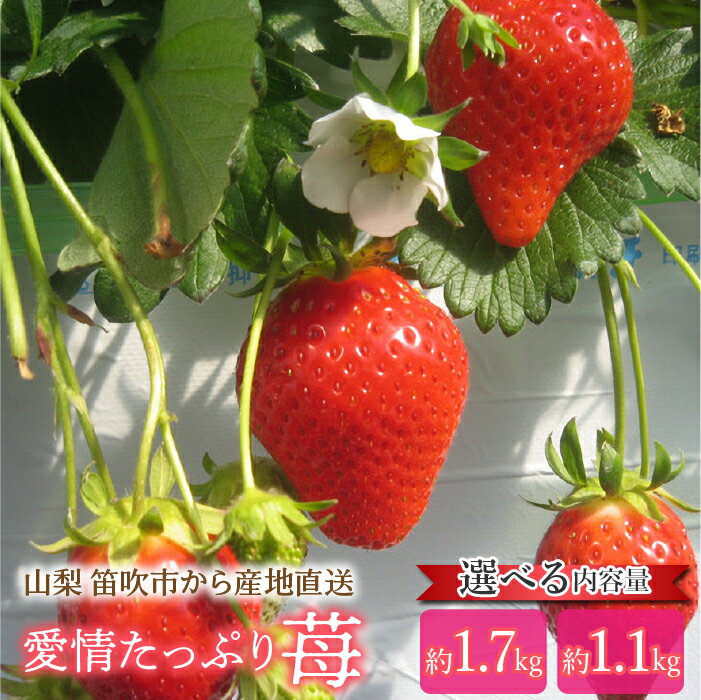 【ふるさと納税】山梨から産地直送！大容量！愛情たっぷり苺 1.1kg 1.7kg 選べる 容量 ふるさと納税 苺 笛吹市 国産 人気 期間限定 いちご イチゴ 旬 果物 フルーツ 山梨県 004-020 【3月以降クール便配送】のサムネイル