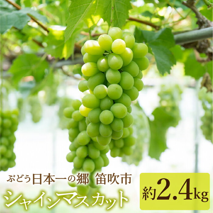 【ふるさと納税】見晴し園　農家直送！大満足シャインマスカット2.4kg！いっぺんよばれてみろし ふる ...