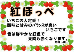 【ふるさと納税】山梨県から 産地直送 いちご 約1.1kg（290g×4パック）11月中旬〜5月末までに順次発送予定 苺 イチゴ フルーツ【3月以降の発送はクール便配送】･･･ 画像1