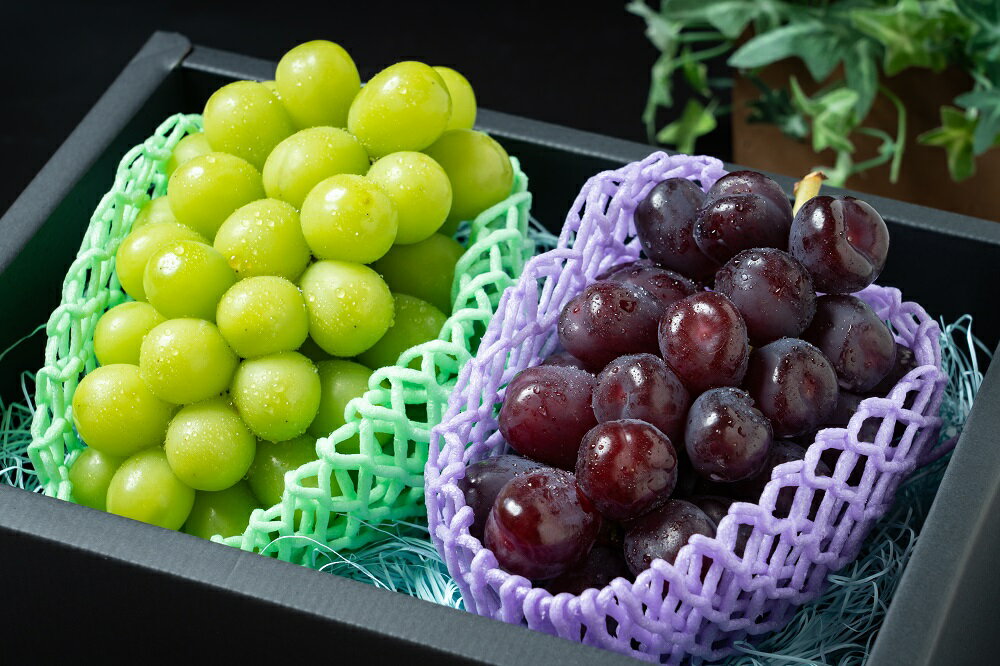 【ふるさと納税】クリスマスシャインマスカット2房(シャインマスカット、富士の輝セット)1.3kg以上 　ふるさと納税 笛吹市 国産 人気 期間限定 ブドウ 葡萄 贈り物 ギフト クリスマス 果物 フルーツ 191-002※沖縄県・離島への発送不可