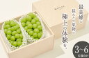 【ふるさと納税】<25年発送先行予約>笛吹市産 大粒シャインマスカット 2房入り 約1.3kg ふるさと納税 おすすめ ランキング シャインマスカット 大粒 笛...