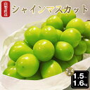 【ふるさと納税】<25年発送先行予約>厳選!!池田青果のシャインマスカット1.5~1.6 kg 2 房~4 房 ふるさと納税 シャインマスカット 笛吹市 国産 ...