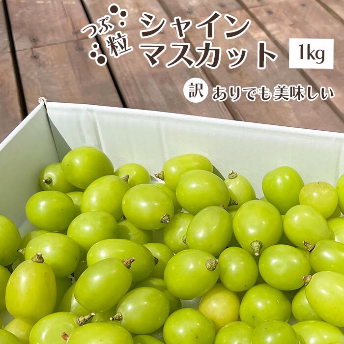 訳あり　シャインマスカット　種なしぶどう　粒1kg以上【ふるさと納税】山梨県　笛吹市「フルーツ　果物　不揃い　傷」楽天　人気　ランキング　コスパ　粒が大きい　美味しい　数量限定＜先行予約/発送予定：2024年9月中旬から＞「販売」KEIPE株式会社 154-033