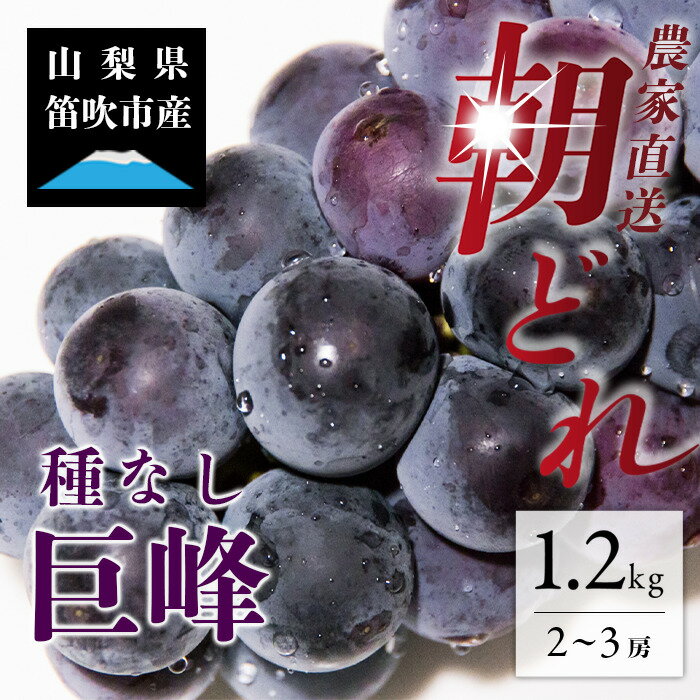 [2024年 先行予約]本場 山梨 巨峰 ぶどう 2〜3房 約1.2kg 山梨県 笛吹市 高評価 ※冷蔵発送(2024年8月中旬から順次発送予定) 産地直送 ランキング ご家庭用 ギフト プレゼント フルーツ 154-026