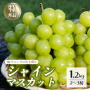 【ふるさと納税】 ＜2024年 先行予約＞本場 山梨 シャイン ぶどう 葡萄 シャインマスカット 2～3房 約1.2kg 山梨県 笛吹市 高評価 ※冷蔵発送(2024年9月中旬から順次発送予定)産地直送 ランキング ご自宅用 ご家庭用 ギフト プレゼント フルーツ 154-007