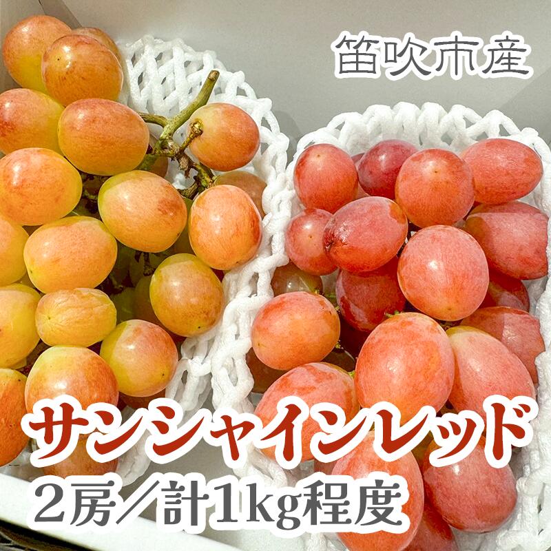 [2026年発送★先行予約]山梨県産サンシャインレッド2房(合計1kg程度) ふるさと納税 ぶどう 笛吹市 国産 人気 期間限定 果物 フルーツ 旬 山梨県 送料無料 229-010