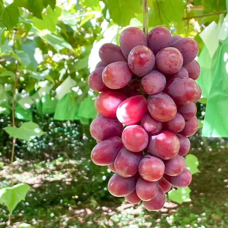 山梨県笛吹市の画像3