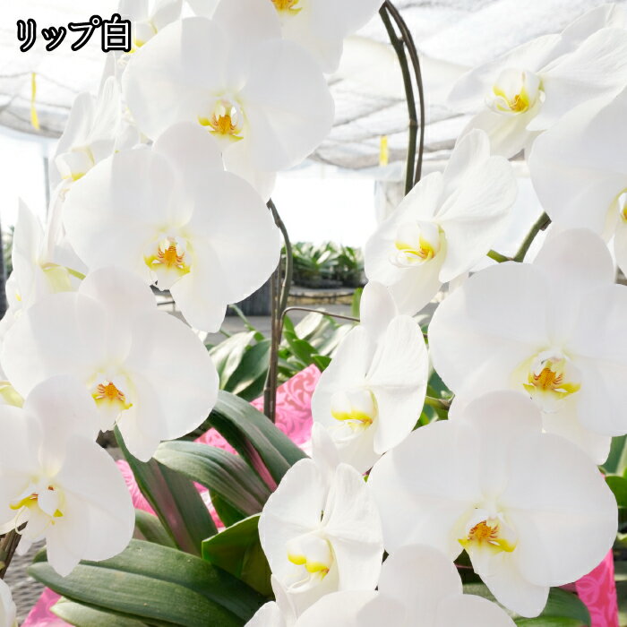 【ふるさと納税】胡蝶蘭 大輪 【選べる色・本数・贈答用自宅用】 胡蝶蘭 ギフト 祝い花 開店祝い 大きい 送料無料 高級 大輪 234-001