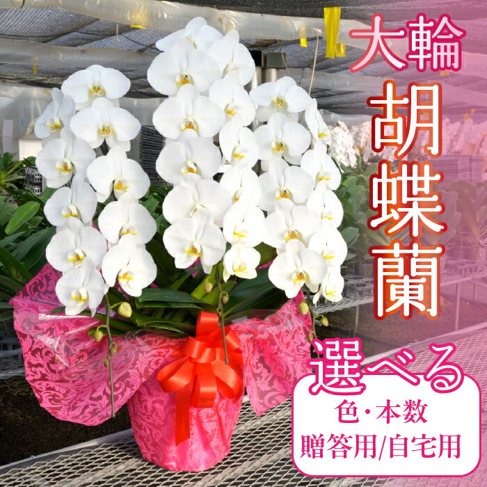 胡蝶蘭 大輪 [選べる色・本数・贈答用自宅用] 胡蝶蘭 ギフト 祝い花 開店祝い 大きい 送料無料 高級 大輪 234-001