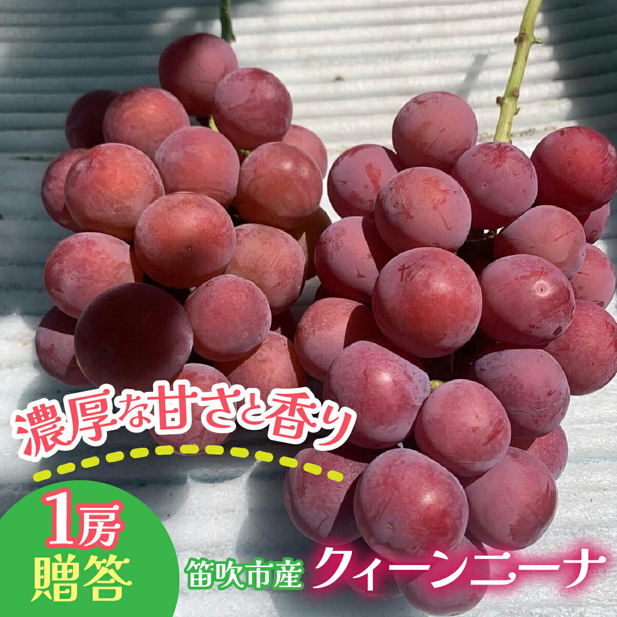 笛吹市産 クィーンニーナ 1房 贈答 石倉ファーム ふるさと納税 ぶどう シャインマスカット クィーンニーナ 笛吹市 国産 人気 期間限定 果物 フルーツ 旬 山梨県 送料無料 241-007