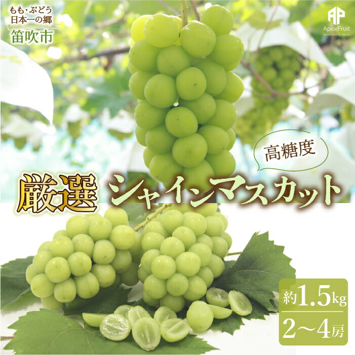 【ふるさと納税】＜2024年先行予約＞笛吹市産　シャインマスカット　約1.5kg（2～4房） ふるさと納税 おすすめ ランキング シャインマスカット 笛吹市 国産 人気 期間限定 ぶどう ブドウ 葡萄 旬 果物 フルーツ 山梨県 送料無料 先行予約 205-007