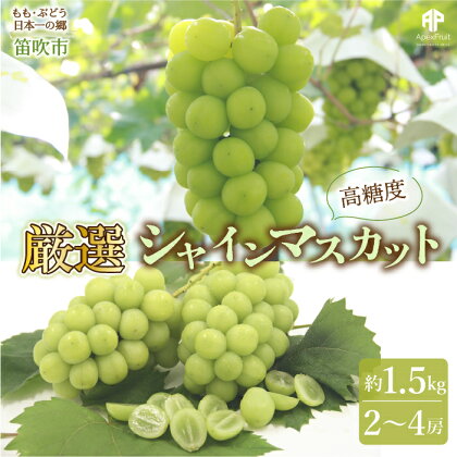 ＜2024年先行予約＞笛吹市産　シャインマスカット　約1.5kg（2～4房） ふるさと納税 おすすめ ランキング シャインマスカット 笛吹市 国産 人気 期間限定 ぶどう ブドウ 葡萄 旬 果物 フルーツ 山梨県 送料無料 先行予約 205-007