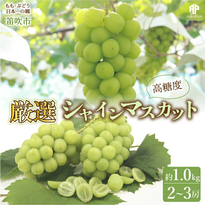 ＜2024年先行予約＞笛吹市産　 厳選! シャインマスカット 2～3房 約1.0kg ふるさと納税 シャインマスカット 笛吹市 国産 人気 期間限定 ぶどう ブドウ 葡萄 旬 果物 フルーツ 山梨県 送料無料 先行予約 205-004