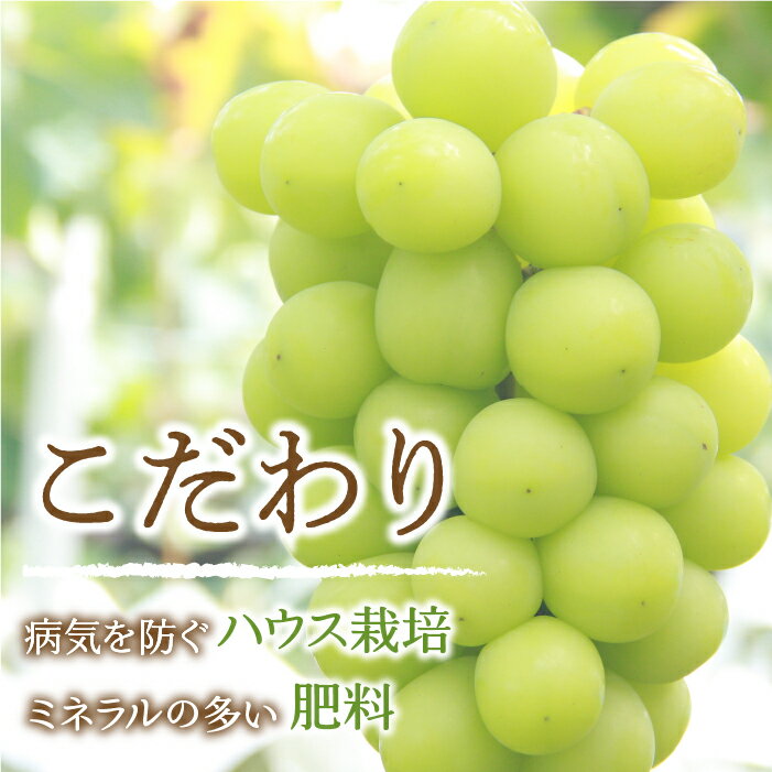 【ふるさと納税】＜25年発送先行予約＞ 笛吹市産　厳選! シャインマスカット 約1.8～2.0kg 3～5房 205-005 ふるさと納税 シャインマスカット 笛吹市 国産 人気 期間限定 ぶどう ブドウ 葡萄 旬 果物 フルーツ 山梨県 送料無料