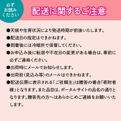 【ふるさと納税】＜2024年先行予約＞「マルエス農園」加温ハウス　甲斐ベリー7（サンシャインレッド）　2房～3房　1.3kg ふるさと納税 人気 おすすめ ランキング 甲斐ベリー7 サンシャインレッド ぶどう ブドウ 葡萄 種無し 新品種 山梨県 笛吹市 送料無料 216-005･･･ 画像1