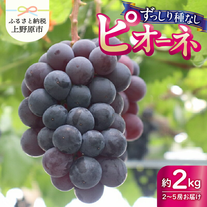 [2024年先行予約]山梨県産 ピオーネ 種なし 約2kg 2〜5房 ぶどう 葡萄 果物 フルーツ デザート 甘い 山梨県 上野原市 送料無料 ※沖縄県・離島不可