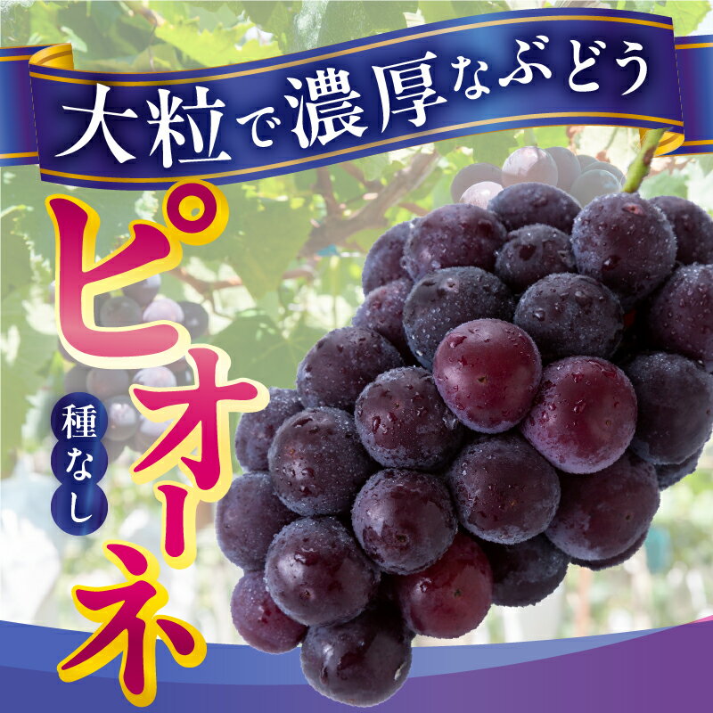 【ふるさと納税】 【2024年先行予約】山梨県産 ピオーネ 種なし 約2kg 2〜5房 ぶどう 葡萄 果物 フルーツ デザート 甘い 山梨県 上野原市 送料無料 ※沖縄県・離島不可