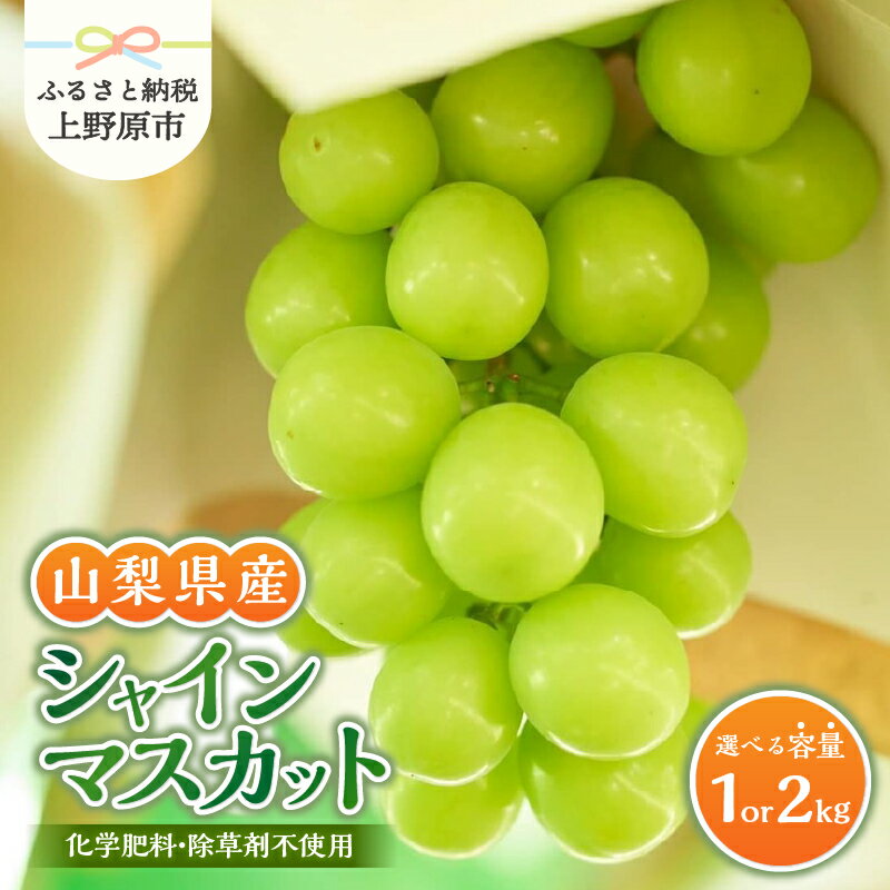 [2024年先行予約]シャインマスカット 山梨県産 1kg〜2kg 数量限定 ぶどう ブドウ 葡萄 フルーツ 果物 くだもの マスカット 化学肥料不使用 除草剤不使用 大粒 大人気 芳醇 農園直送 ギフト プレゼント お取り寄せ 贈り物 贈答 送料無料 上野原市