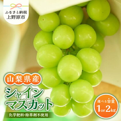 【2024年先行予約】シャインマスカット 山梨県産 1kg～2kg 数量限定 ぶどう ブドウ 葡萄 フルーツ 果物 くだもの マスカット 化学肥料不使用 除草剤不使用 大粒 大人気 芳醇 農園直送 ギフト プレゼント お取り寄せ 贈り物 贈答 送料無料 上野原市