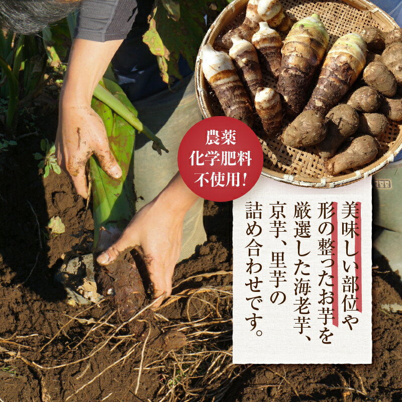 【ふるさと納税】 ◆先行予約◆ ＼山梨県産！数量限定／ 里芋 京芋 海老芋 ねっとり ほくほく 厳選 期間限定 野菜 化学肥料不使用 農薬不使用 農園直送 2024年度収穫 ギフト プレゼント お取り寄せ 贈り物 贈答 送料無料 上野原市