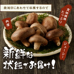 【ふるさと納税】 生しいたけ しいたけ 椎茸 原木 原木栽培 美味しい 旨味 凝縮 贈答 1箱（900g） 送料無料 山梨県 上野原市 画像2