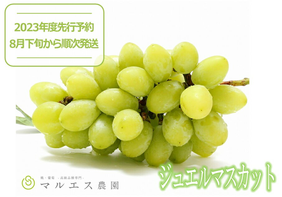 【ふるさと納税】 ジュエルマスカット 700g以上 1房 【2023年先行予約】 【数量限定】 山梨県限定品種 甲州市産 希少 マスカット 産地直送 フルーツ ぶどう 葡萄 甘い 大きい 果実 くだもの 人気 皮ごと 種なし 【B15-118】(MS)のサムネイル