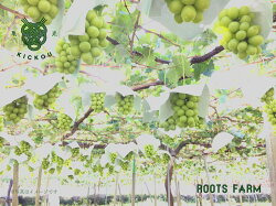 【ふるさと納税】「数量限定」甲州市産 高品質 なROOTS FARM シャインマスカット 3房 ～ 5房 入(RO) 【2023年先行予約】【C-135】山梨県 産地直送 フルーツ ぶどう 葡萄 甘い 大きい 果実 くだもの 人気 マスカット 9月上旬 以降順次配送予定 送料無料 山梨 やまなし･･･ 画像1