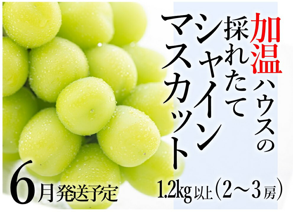 【ふるさと納税】【2022年先行予約】C5-402 数量限定 加温ハウスの希少な採れたてシャインマスカット1.2kg以上 2~3房 (HO)【6月中旬から7月上旬発送】･･･