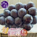 【ふるさと納税】 巨峰 種無し 2026年 先行予約 1.0kg以上 2~3房 選べる 発送年 黒系 葡萄 ぶどう 甘い 大きい 果実 フルーツ 人気 黒ブドウ 果物 冷蔵 クール 山梨県 産地直送 甲州市 期間限定 数量限定 贈答 ギフト 家庭用 8月 9月 発送 (HO) 【B12-148】