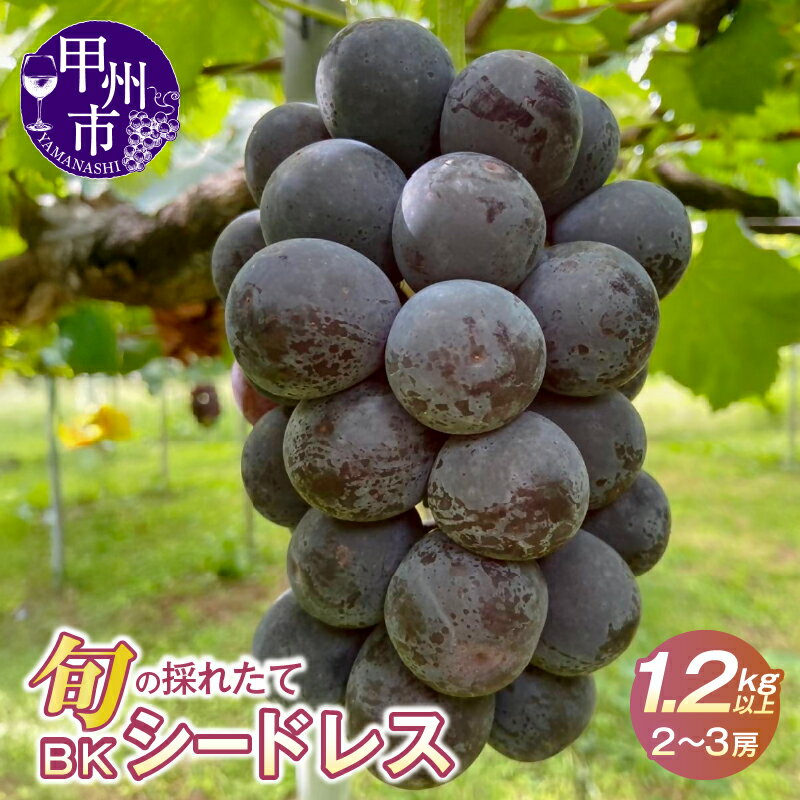 【ふるさと納税】 ぶどう BKシードレス 1.2kg以上 2~3房 黒ぶどう フルーツ 果物 黒系 ブドウ 種なし 甘い 濃厚 大きい 果実 くだもの 数量限定 期間限定 葡萄 産地直送 山梨県 甲州市 9月 発送 2025年発送 冷蔵 クール (HO) 【B-1410】