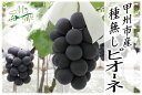 【ふるさと納税】甲州市 果物 くだもの フルーツ ぶどう ピオーネ 黒系 種無し 種無し 約1.5kg（MG）【2023年先行予約】【B12-473】 数量限定･･･