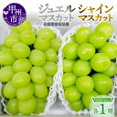 【ふるさと納税】 ジュエルマスカット シャインマスカット 2026年 先行予約 選べる 発送年 2房 約1.3kg 食べ比べ セット 2025年 数量限定 果物 8月 9月 発送 山梨 産地直送 フルーツ 葡萄 ぶどう ブドウ 甘い 大きい 果実 人気 甲州 社員マスカット (MG) 【B15-480】